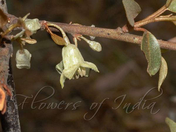Funnel-Flower Silverberry